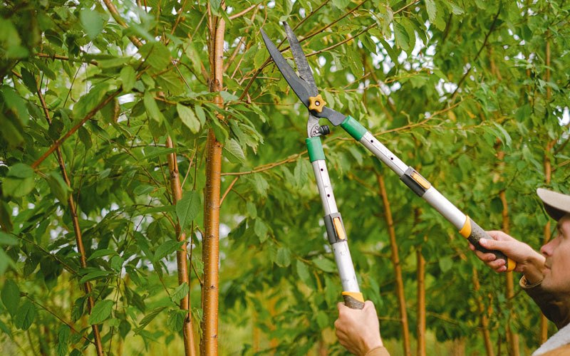 Tree trimming in Vale, OR